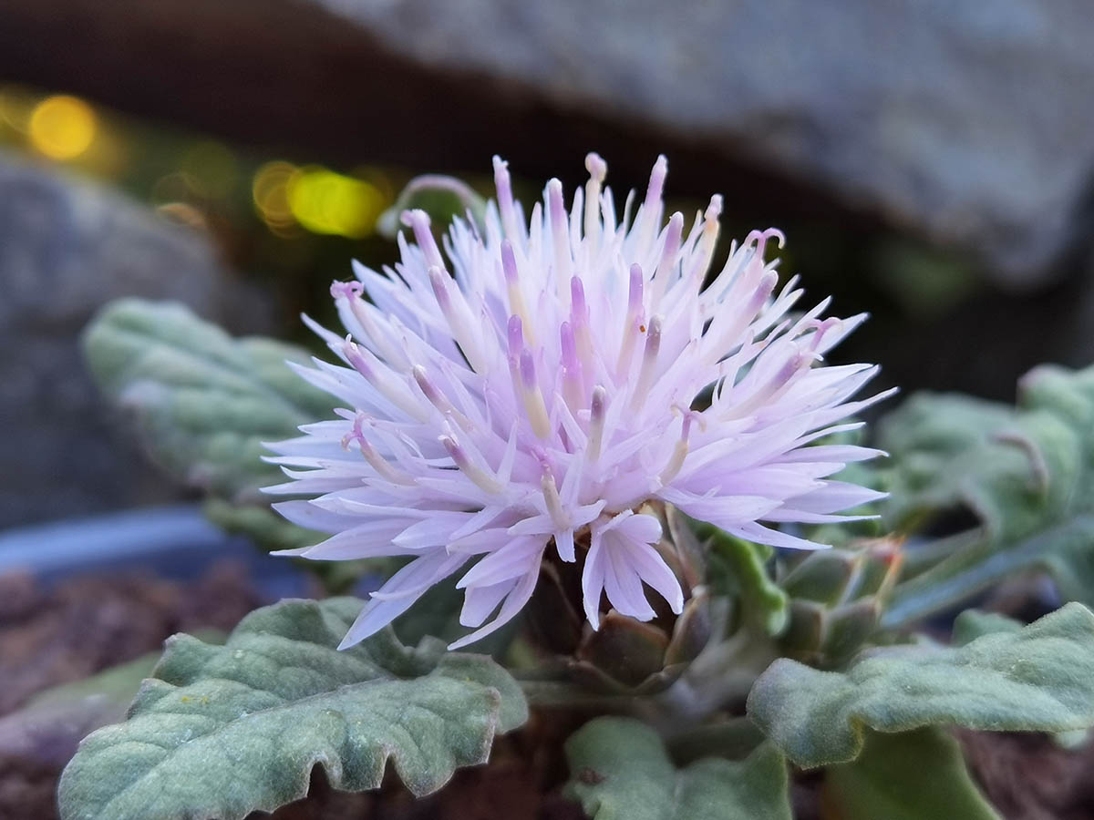 Centaurea aegialophila